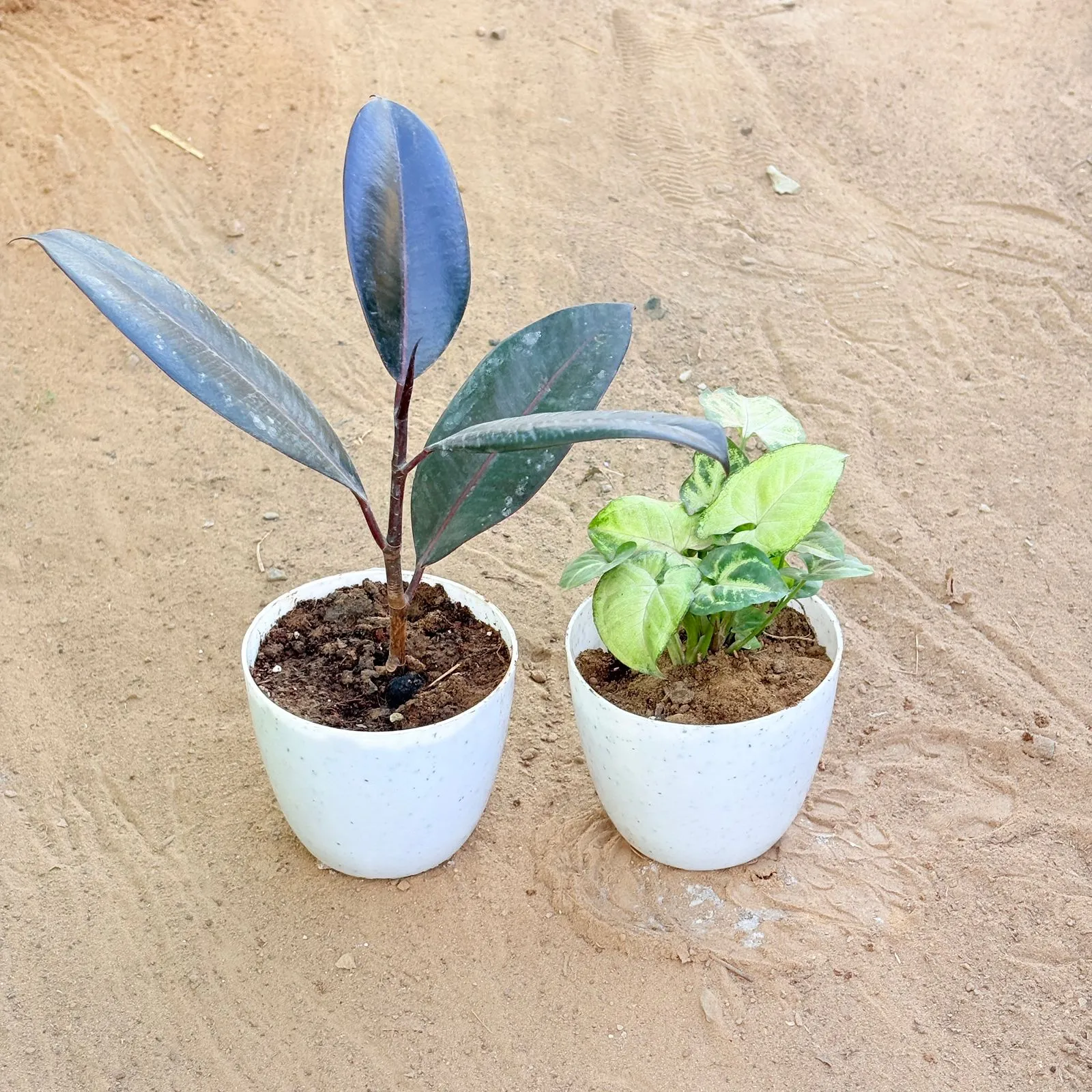 Set of 2 - Rubber Black & Syngonium Butterfly in 4 Inch White Premium Orchid Round Plastic Pot