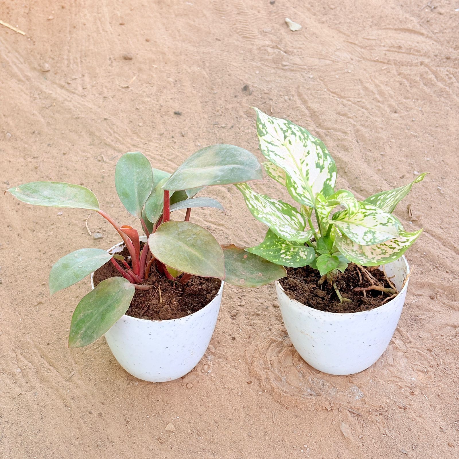 Set of 2 - Philodendron Red & Aglaonema White in 4 Inch White Premium Orchid Round Plastic Pot