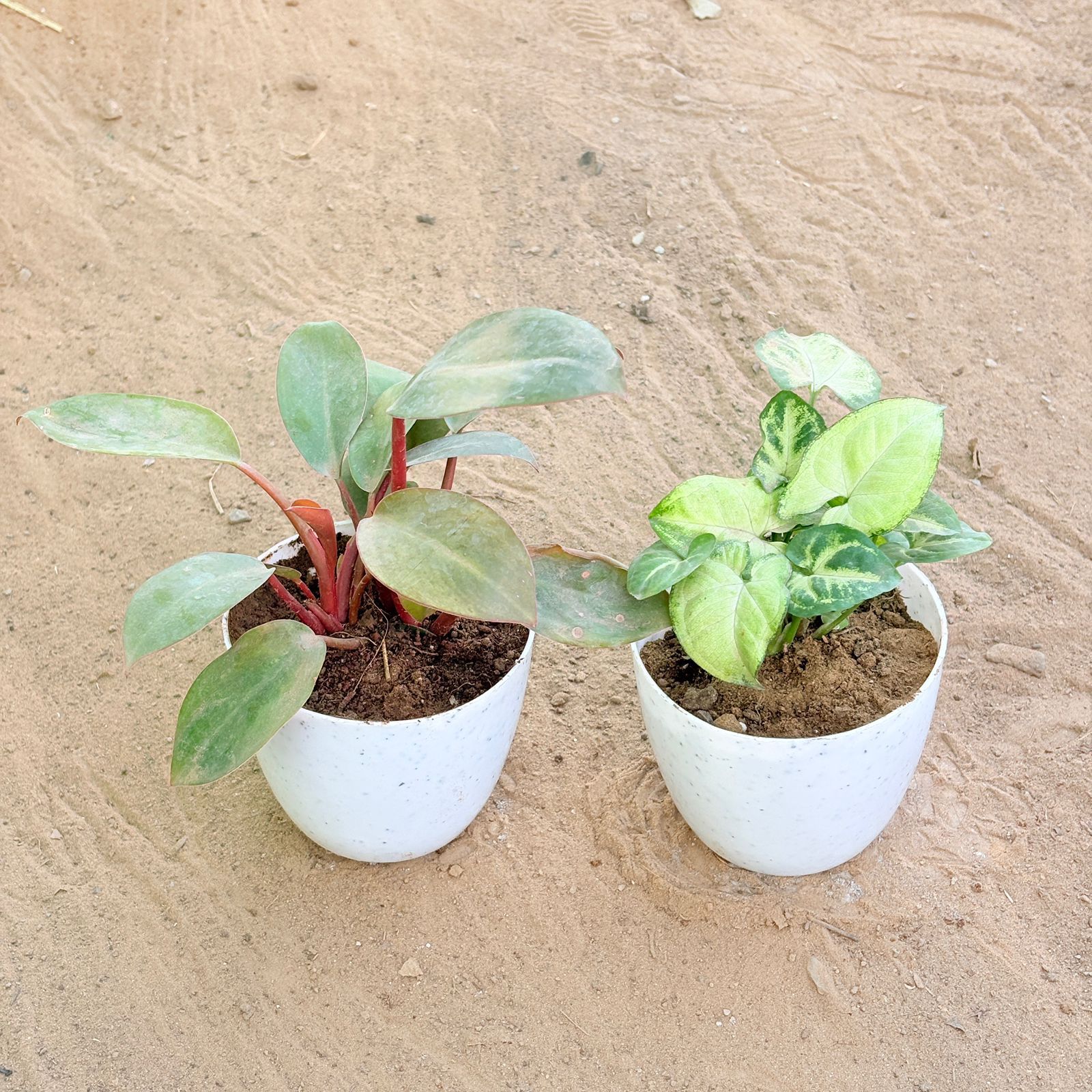 Set of 2 - Philodendron Red & Syngonium Butterfly in 4 Inch White Premium Orchid Round Plastic Pot