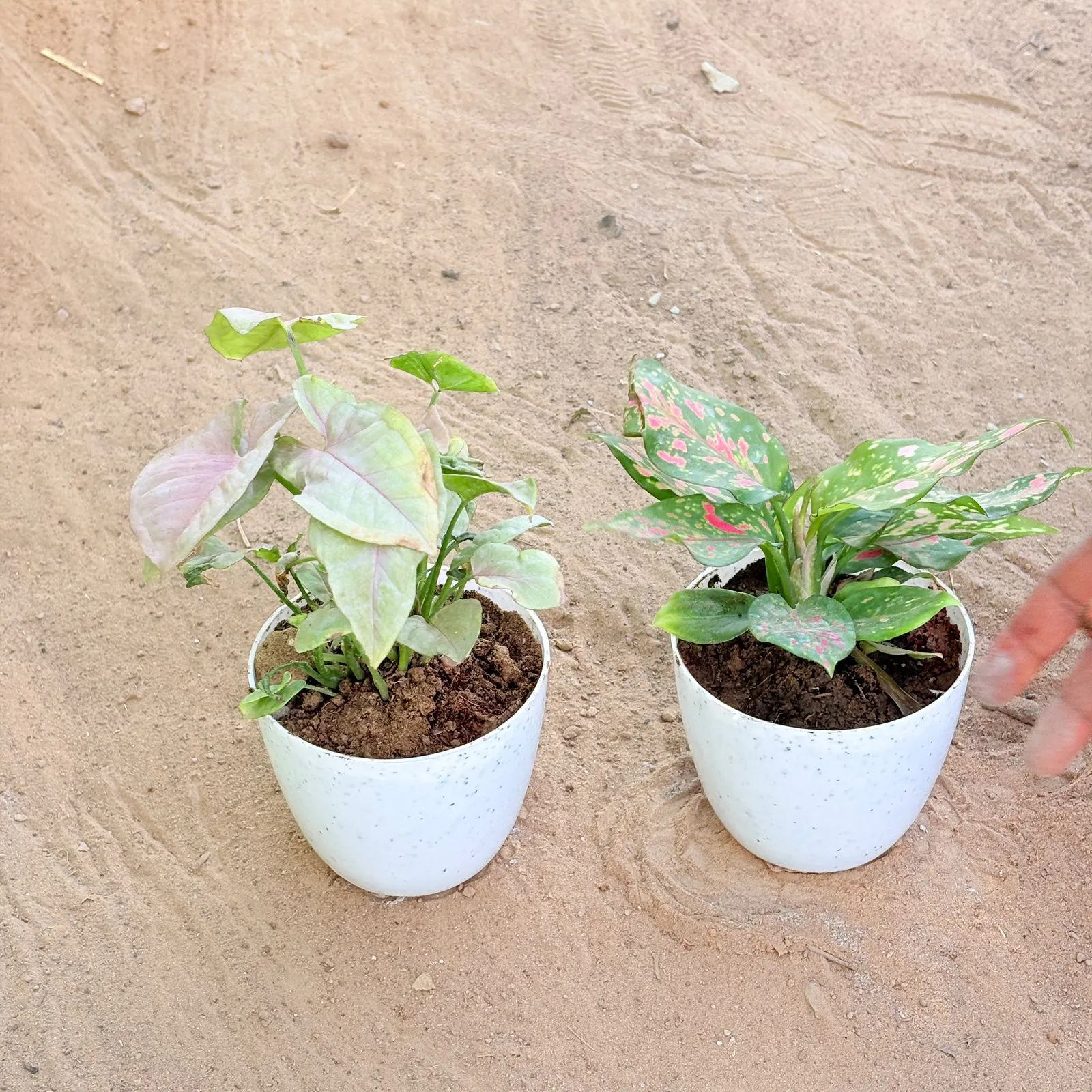 Set of 2 - Syngonium Pink & Aglaonema Pink in 4 Inch White Premium Orchid Round Plastic Pot