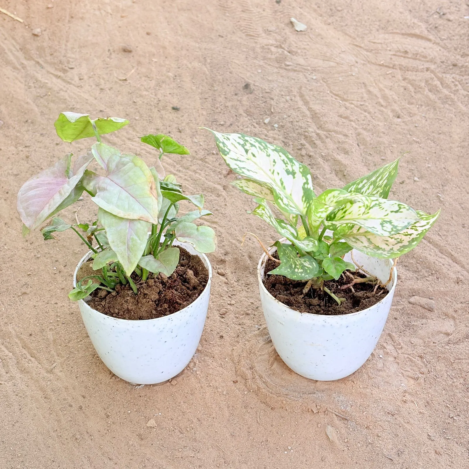 Set of 2 - Syngonium Pink & Aglaonema White in 4 Inch White Premium Orchid Round Plastic Pot