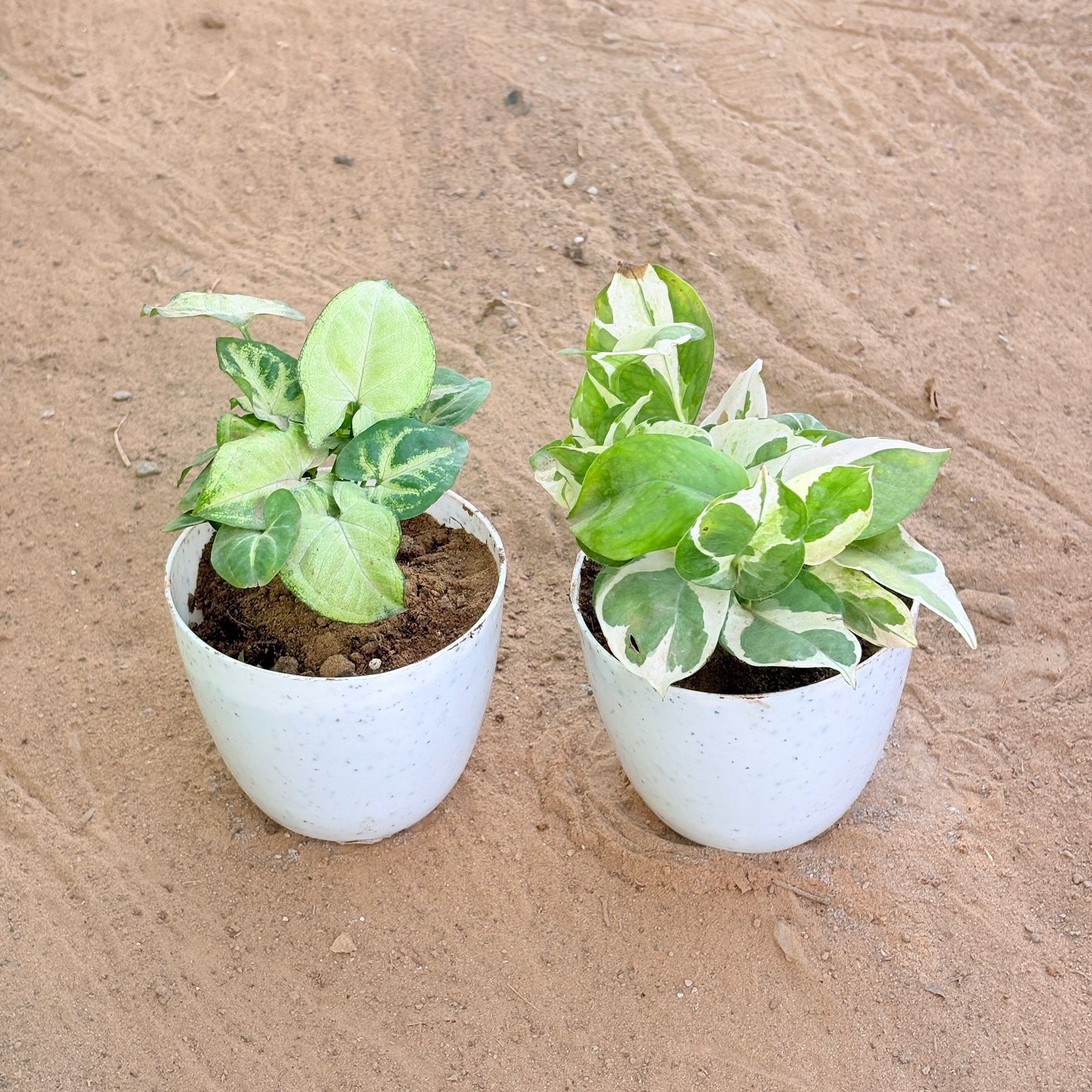 Set of 2 - Syngonium Butterfly & Money Plant N'Joy in 4 Inch White Premium Orchid Round Plastic Pot