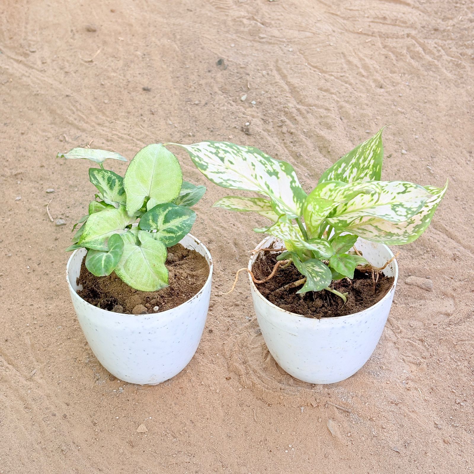 Set of 2 - Syngonium Butterfly & Aglaonema White in 4 Inch White Premium Orchid Round Plastic Pot