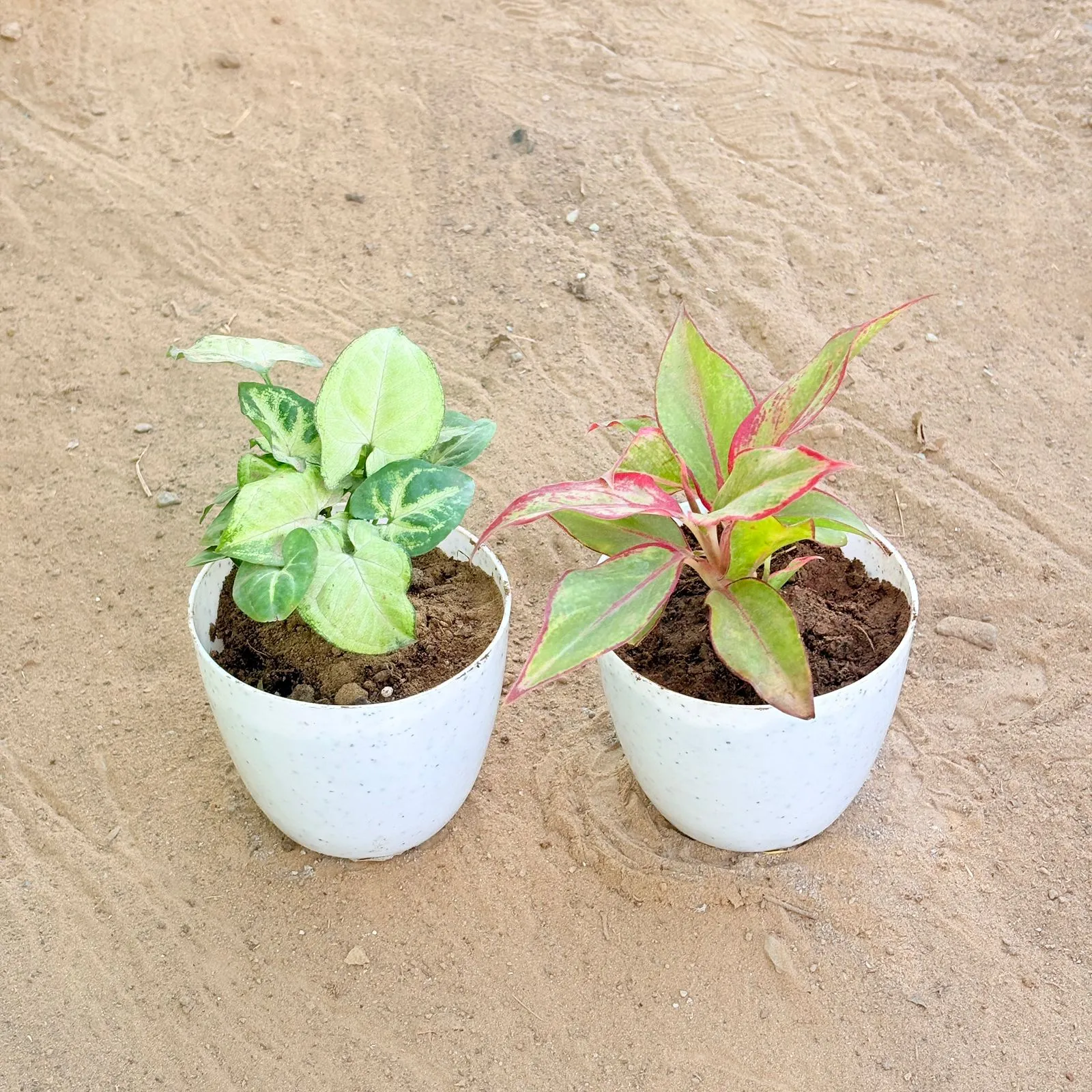 Set of 2 - Syngonium Butterfly & Aglaonema Lipstick in 4 Inch White Premium Orchid Round Plastic Pot
