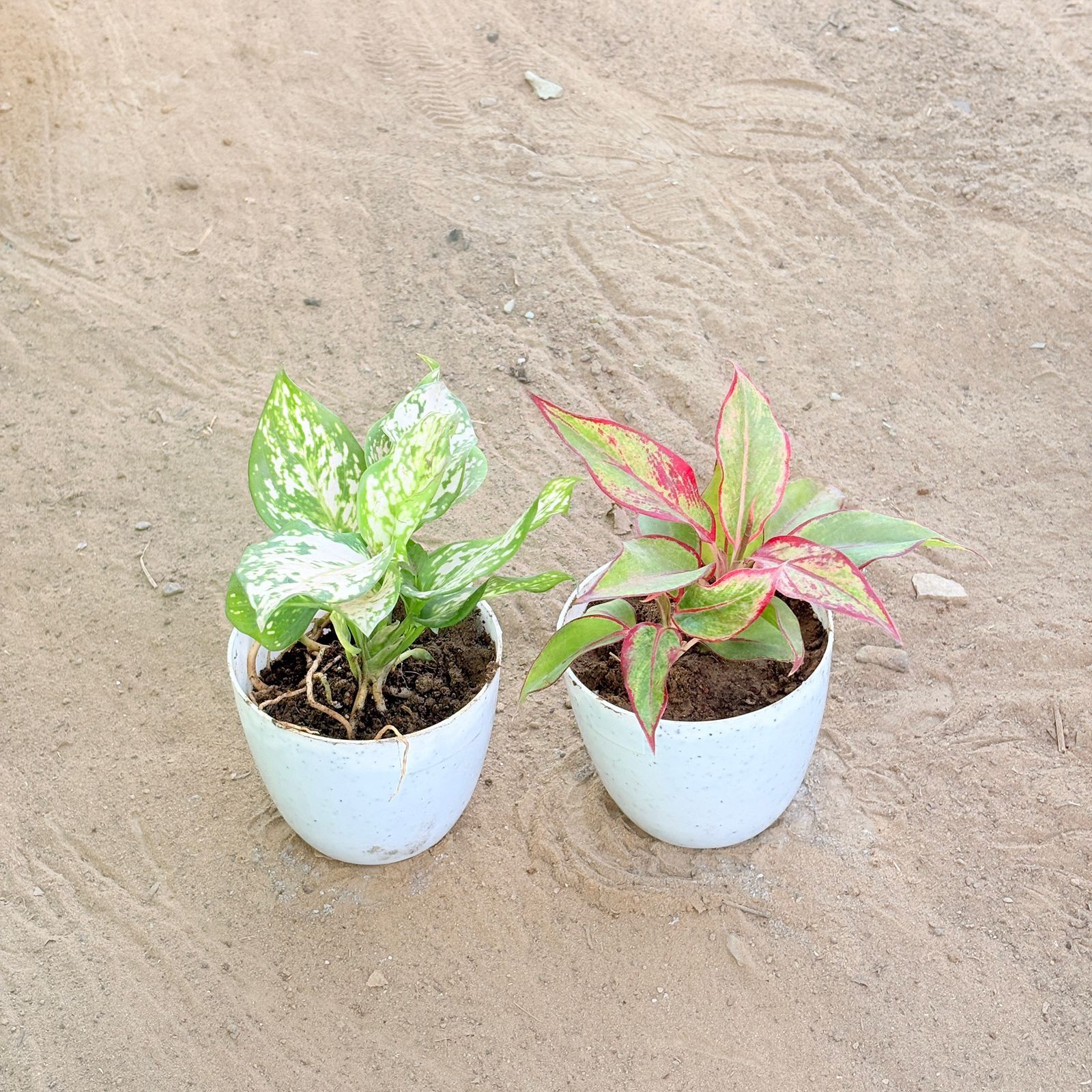 Set of 2 - Aglaonema White & Aglaonema Lipstick in 4 Inch White Premium Orchid Round Plastic Pot