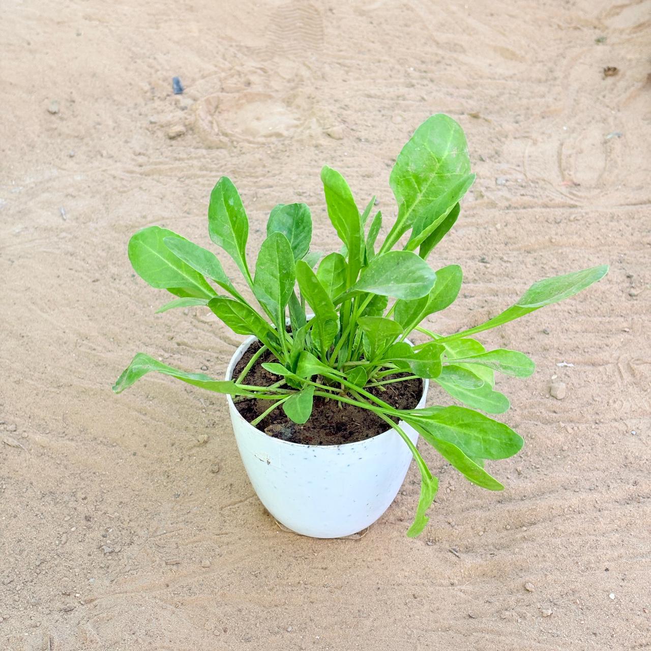 Palak / Spinach in 4 Inch White Premium Orchid Round Plastic Pot