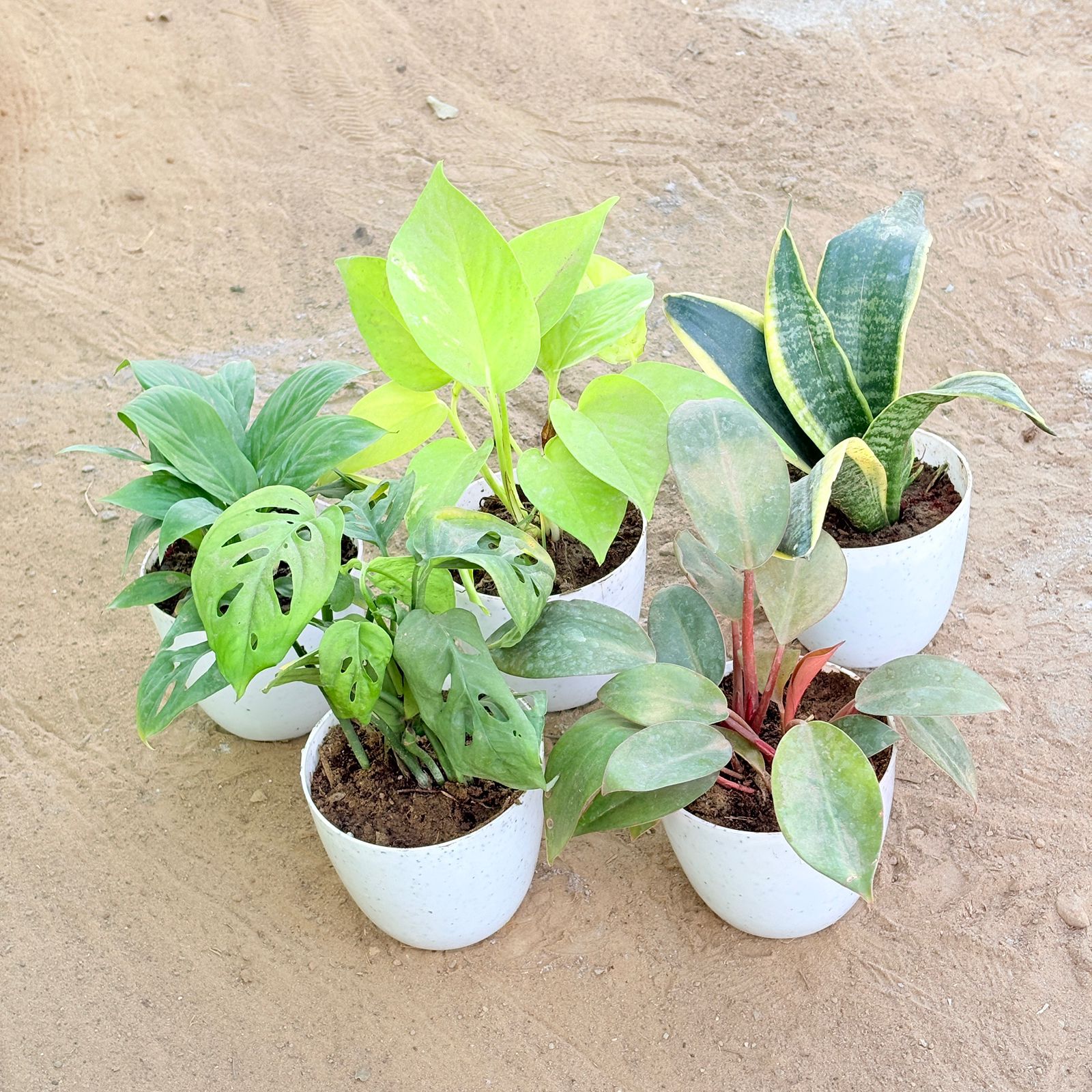 Set of 5 - Peace Lily, Money Plant Golden, Snake Yellow, Monstera Broken Heart & Philodendron Red in 4 Inch White Premium Orchid Round Plastic Pot