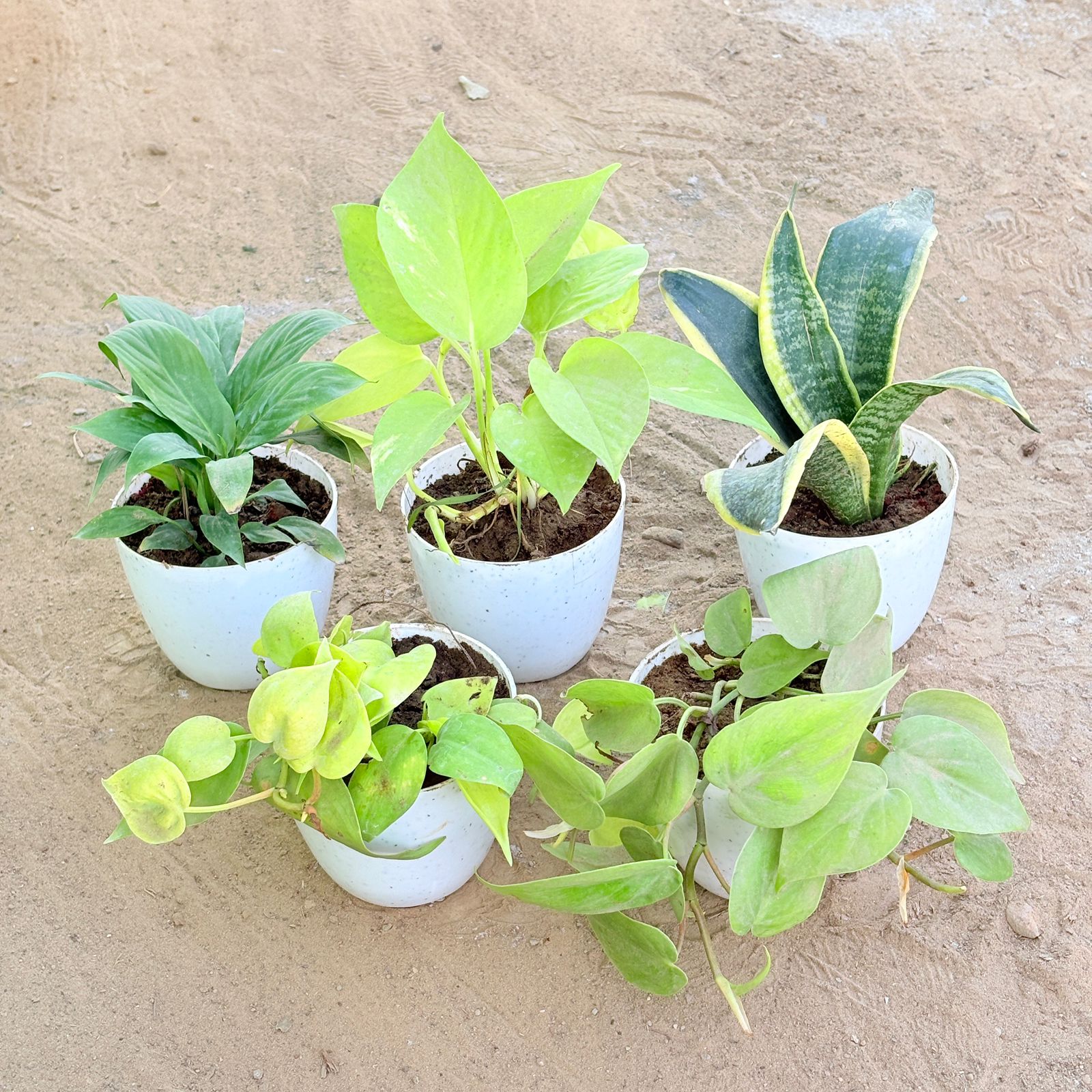 Set of 5 - Peace Lily, Money Plant Golden, Snake Yellow, Oxycardium Golden & Oxycardium Green in 4 Inch White Premium Orchid Round Plastic Pot