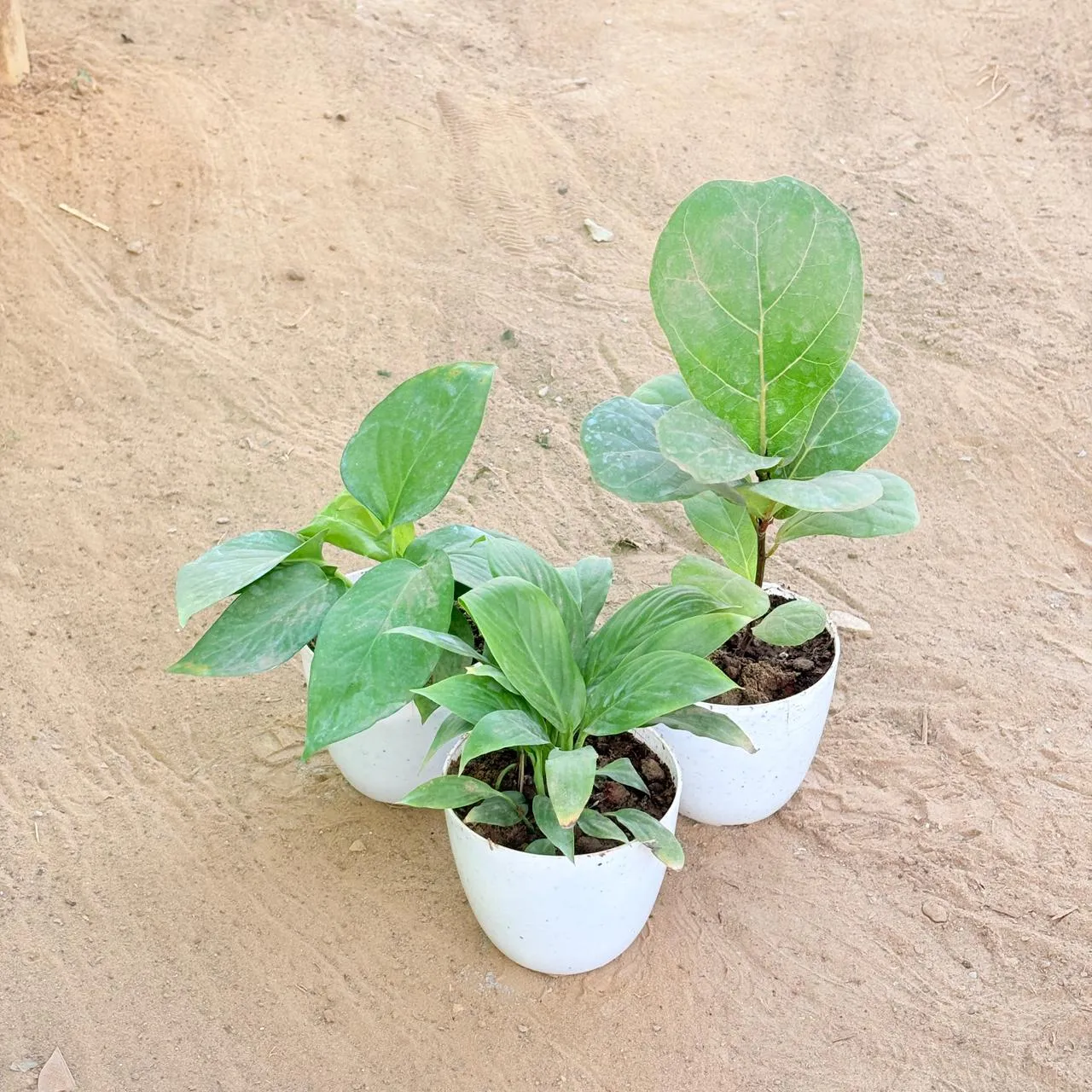 Set of 3 - Peace Lily, Money Plant Green & Fiddle Leaf Fig / Ficus Lyrata in 4 Inch White Premium Orchid Round Plastic Pot