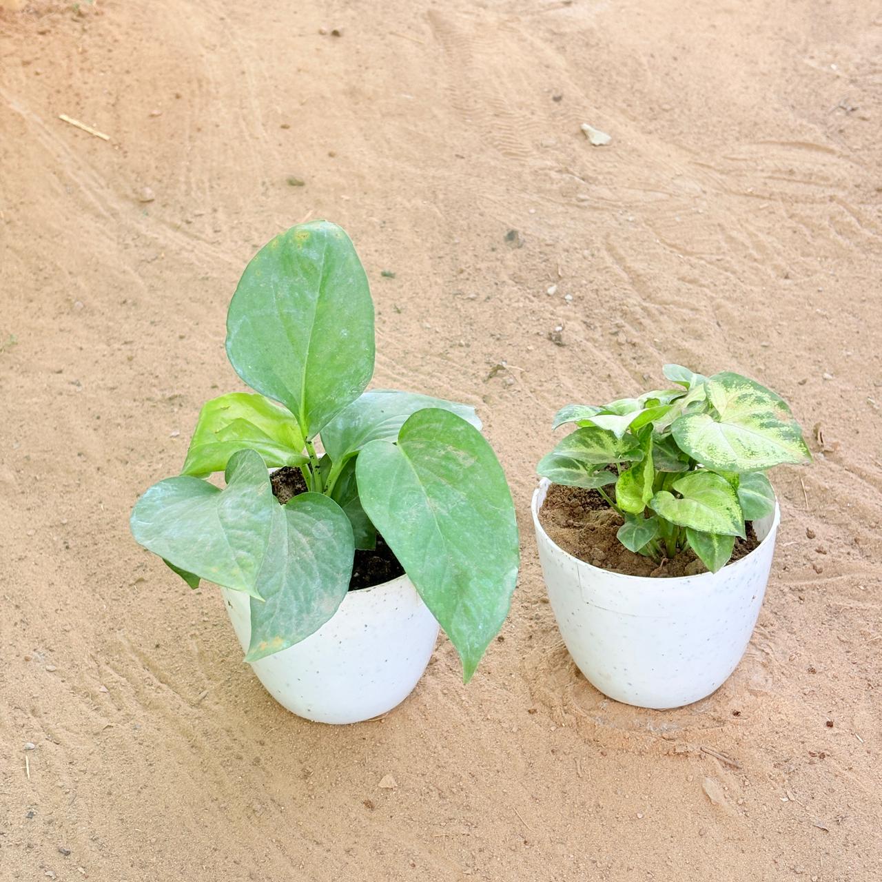 Set of 2 - Money Plant Green & Syngonium Butterfly in 4 Inch White Premium Orchid Round Plastic Pot