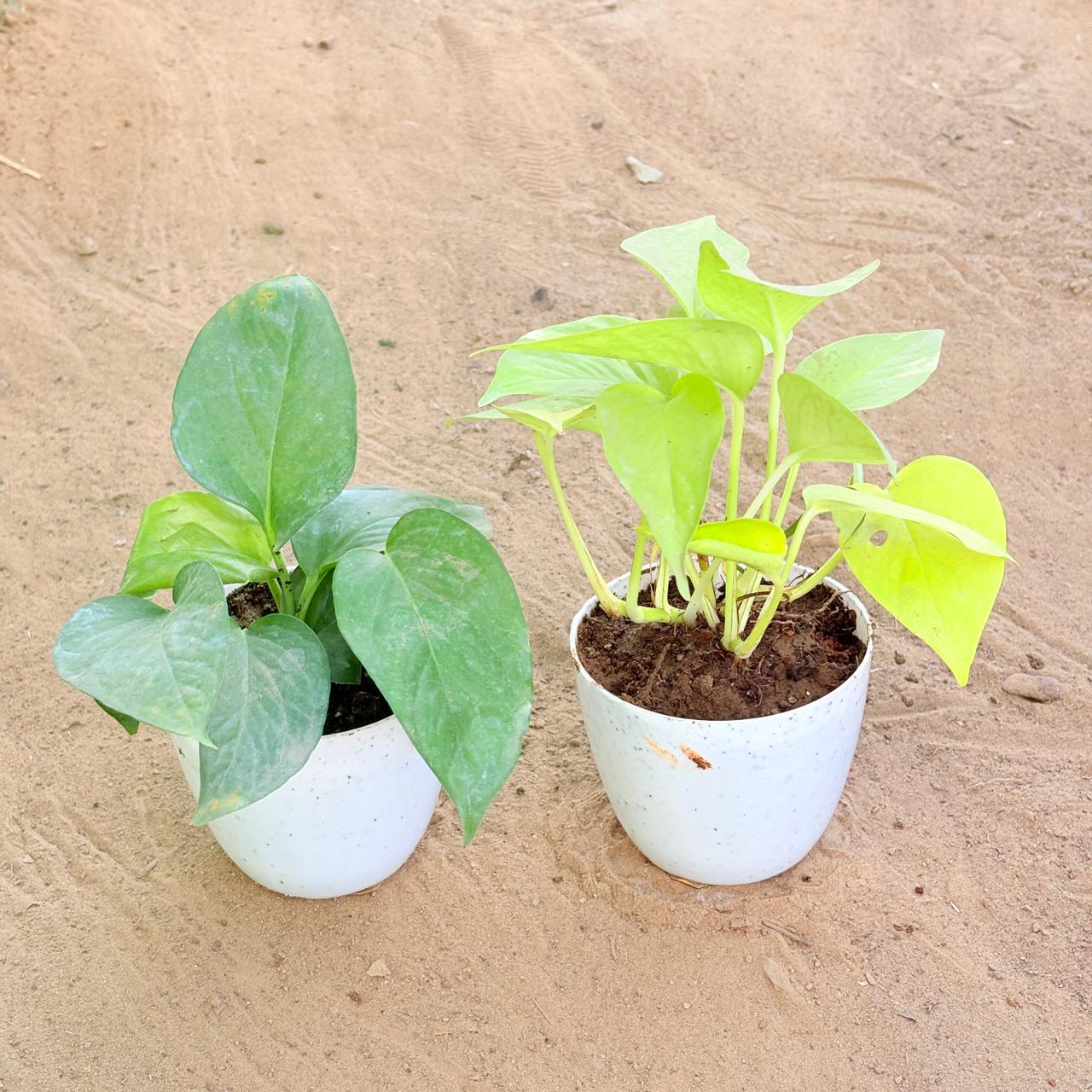 Set of 2 - Money Plant Green & Money Plant Golden in 4 Inch White Premium Orchid Round Plastic Pot