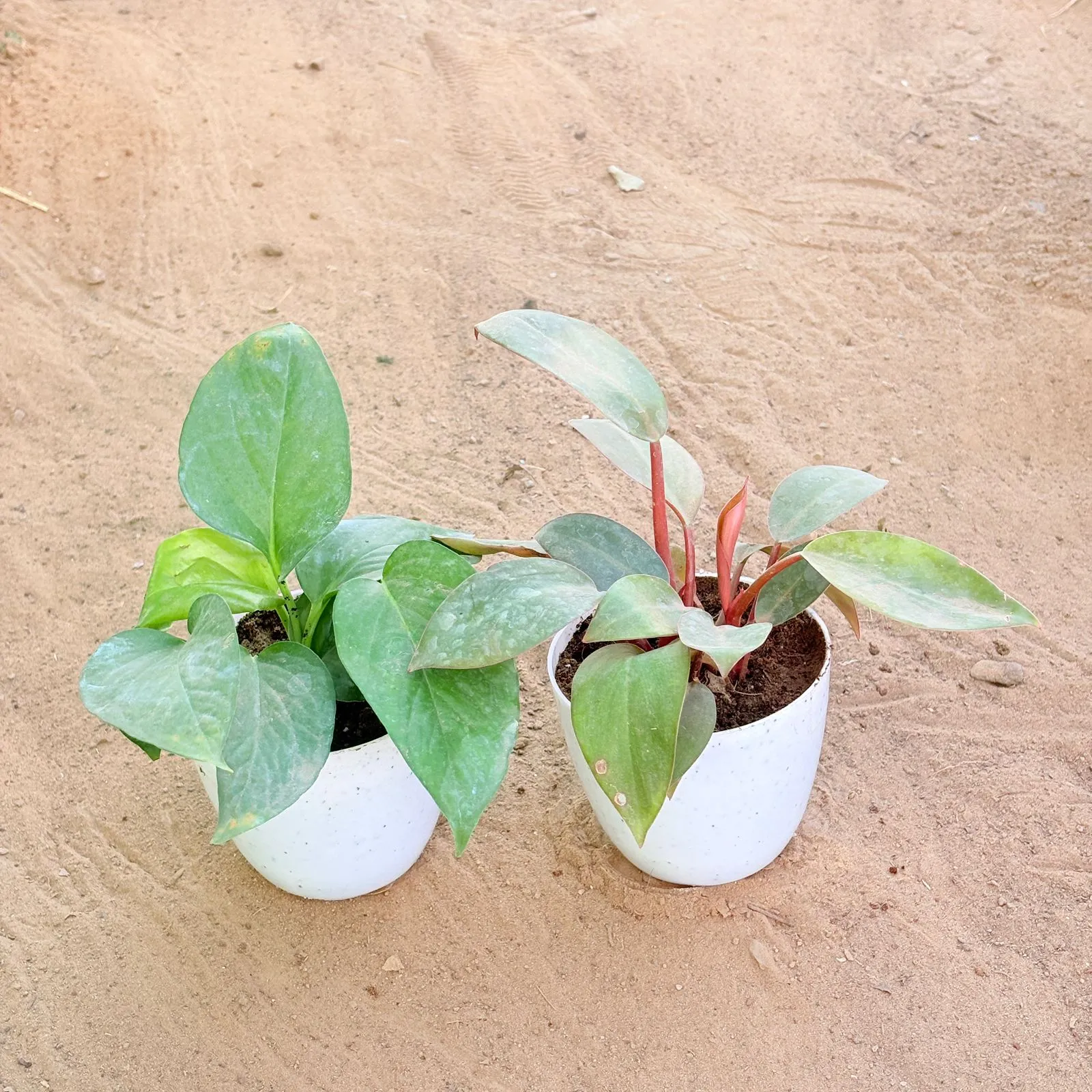 Set of 2 - Money Plant Green & Philodendron Red in 4 Inch White Premium Orchid Round Plastic Pot