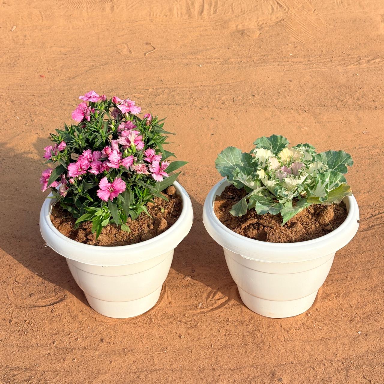 Set of 2 - Kale & Dianthus (Any Colour) in 8 Inch White Classy Plastic Pot