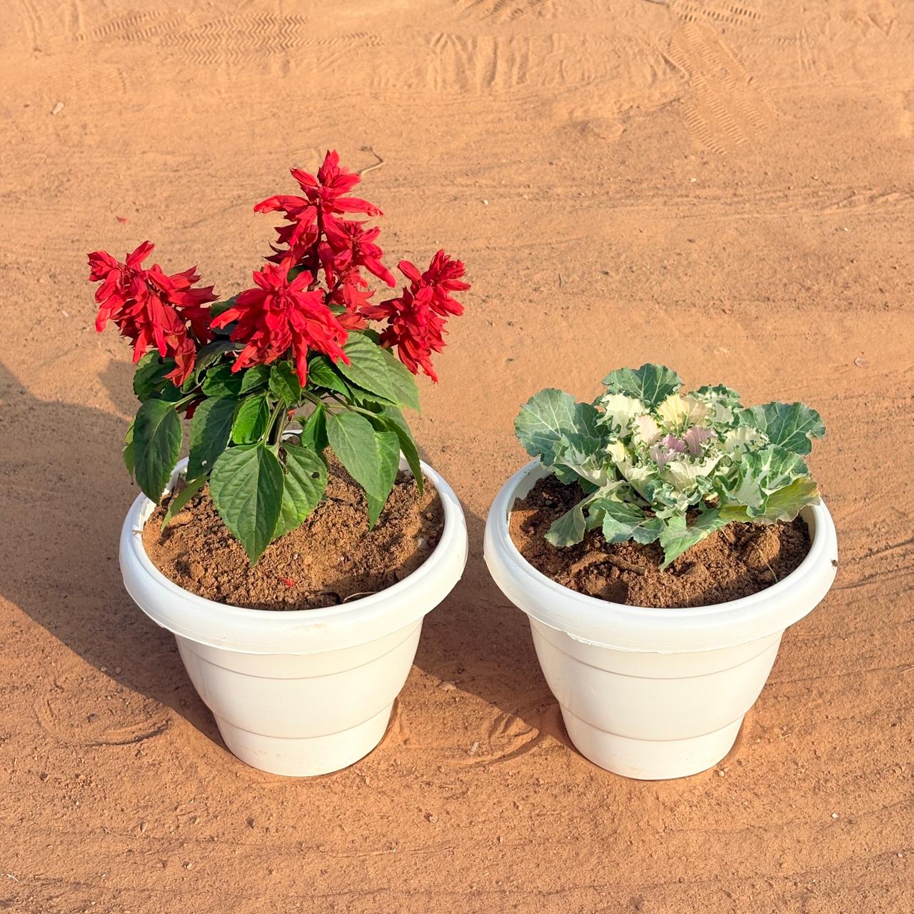 Set of 2 - Kale & Salvia (Any Colour) in 8 Inch White Classy Plastic Pot