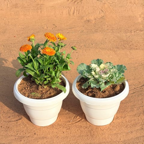 Set of 2 - Kale & Calendula (Any Colour) in 8 Inch White Classy Plastic Pot