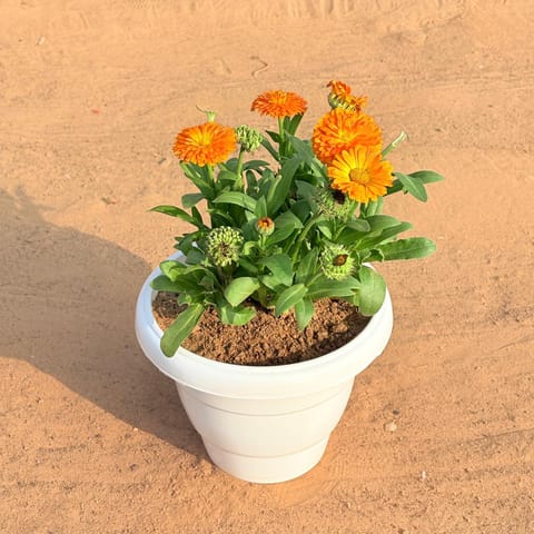 Calendula (any colour) in 8 Inch White Classy Plastic Pot