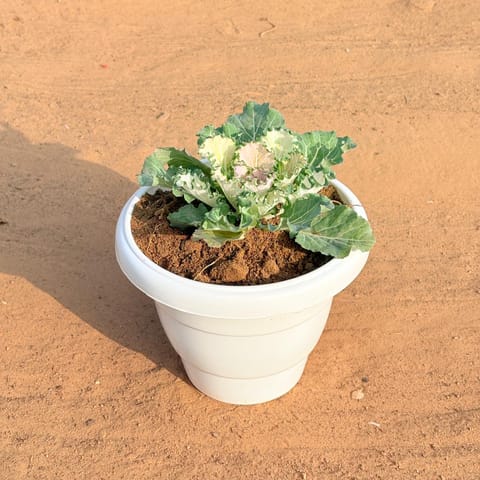 Kale (Any Colour) in 8 Inch White Classy Plastic Pot