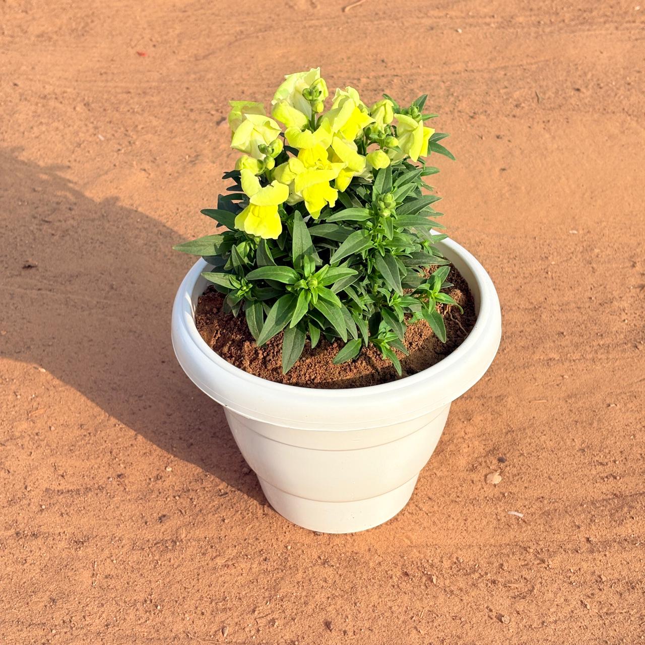 Antirrhinum Majus / Dog Flower (any colour) in 8 Inch White Classy Plastic Pot