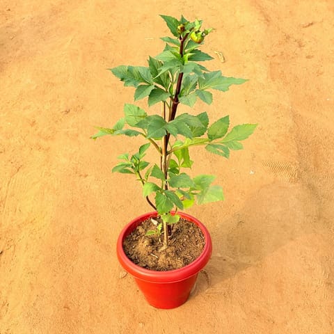 Dahlia (Any Colour) in 8 Inch Terracotta Red Classy Plastic Pot
