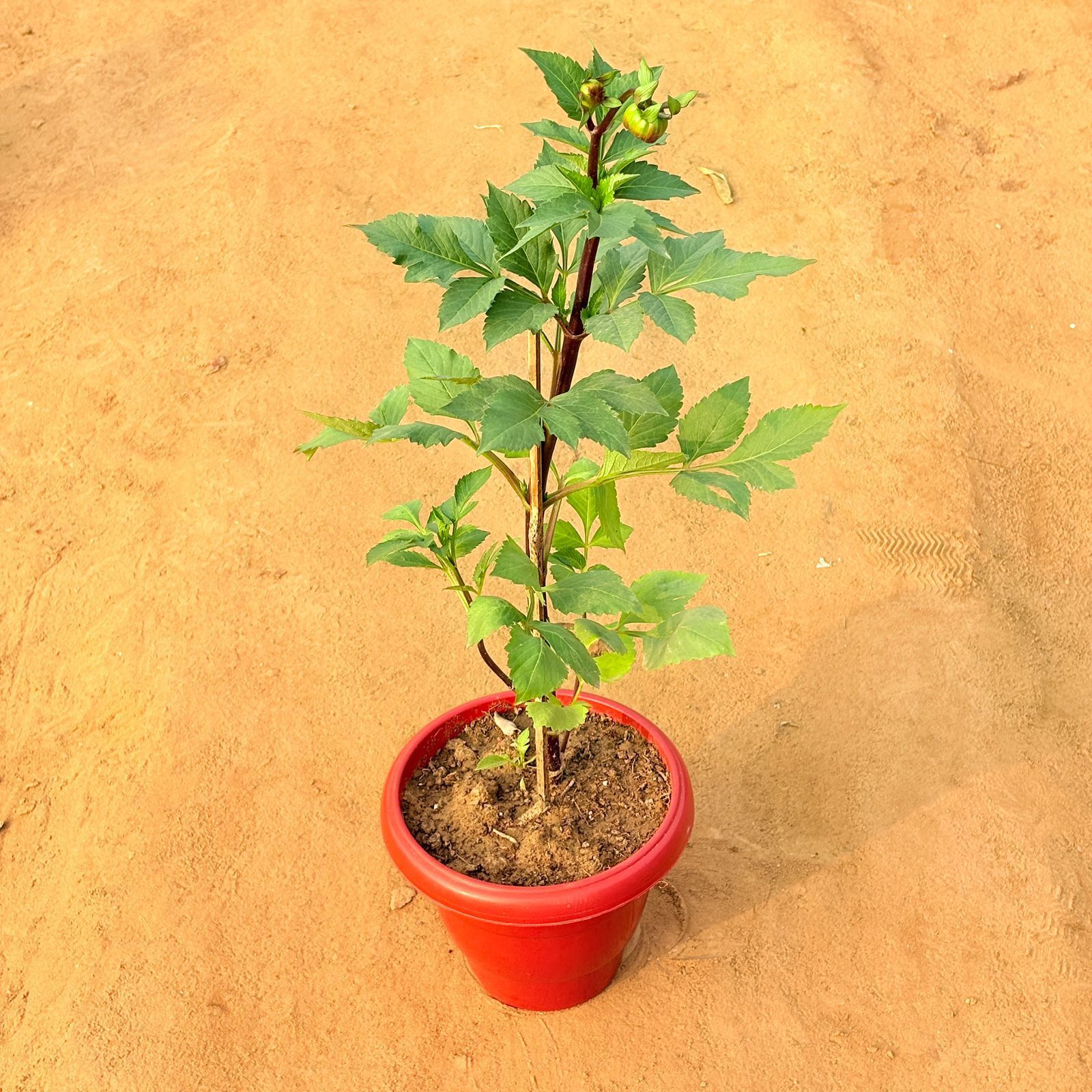 Dahlia (Any Colour) in 8 Inch Terracotta Red Classy Plastic Pot
