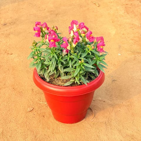 Antirrhinum Majus / Dog Flower (any colour) in 8 Inch Terracotta Red Classy Plastic Pot