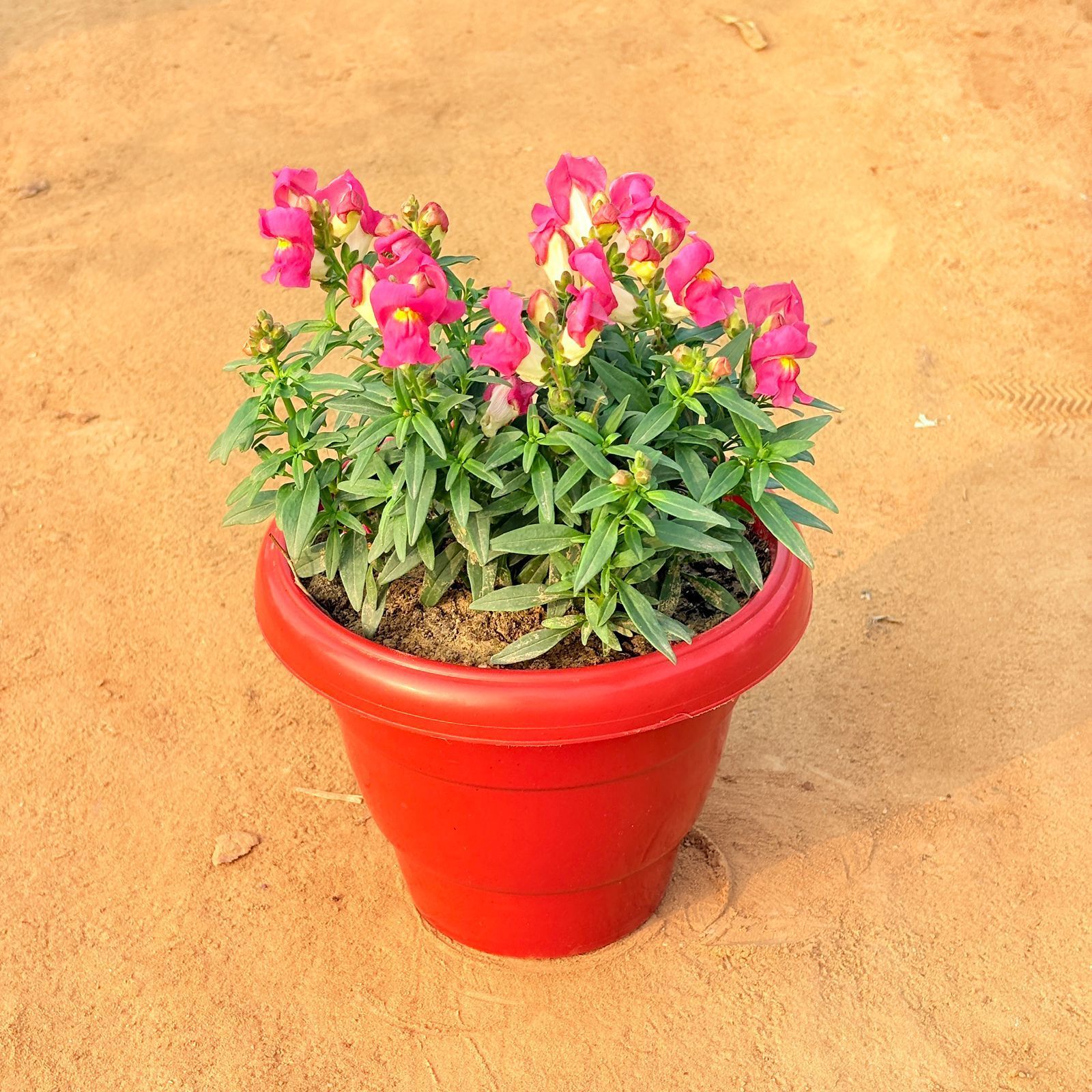 Antirrhinum Majus / Dog Flower (any colour) in 8 Inch Terracotta Red Classy Plastic Pot