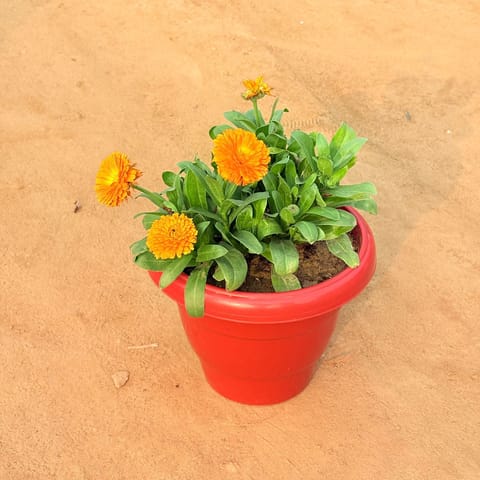 Calendula�Orange in 8 Inch Terracotta Red Classy Plastic Pot