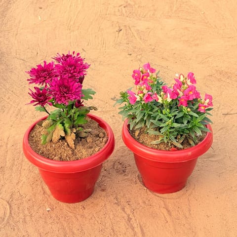 Set of 2 - Salvia Red & Antirrhinum Majus / Dog Flower (any colour) in 8 Inch Terracotta Red Classy Plastic Pot