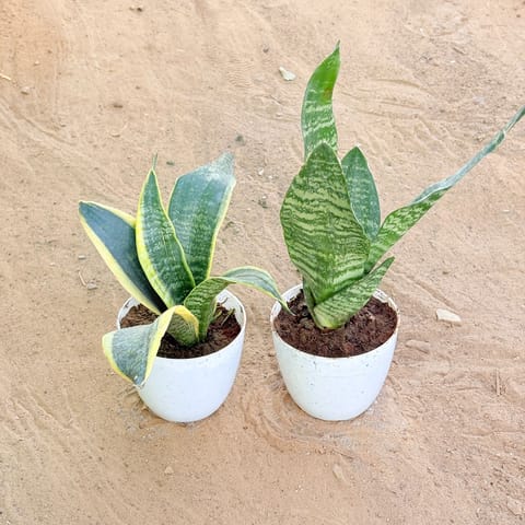Set of 2 - Snake Yellow & Snake Green in 4 Inch Live Fresh Plant White Premium Orchid Round Plastic Pot in Mankhurd Mumbai