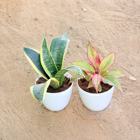 Set of 2 - Snake Yellow & Aglaonema Lipstick in 4 Inch Live Fresh Plant White Premium Orchid Round Plastic Pot in Sector 57