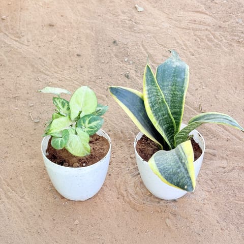 Set of 2 - Syngonium Butterfly & Snake Yellow in 4 Inch Live Fresh Plant White Premium Orchid Round Plastic Pot in Laxmi Nagar