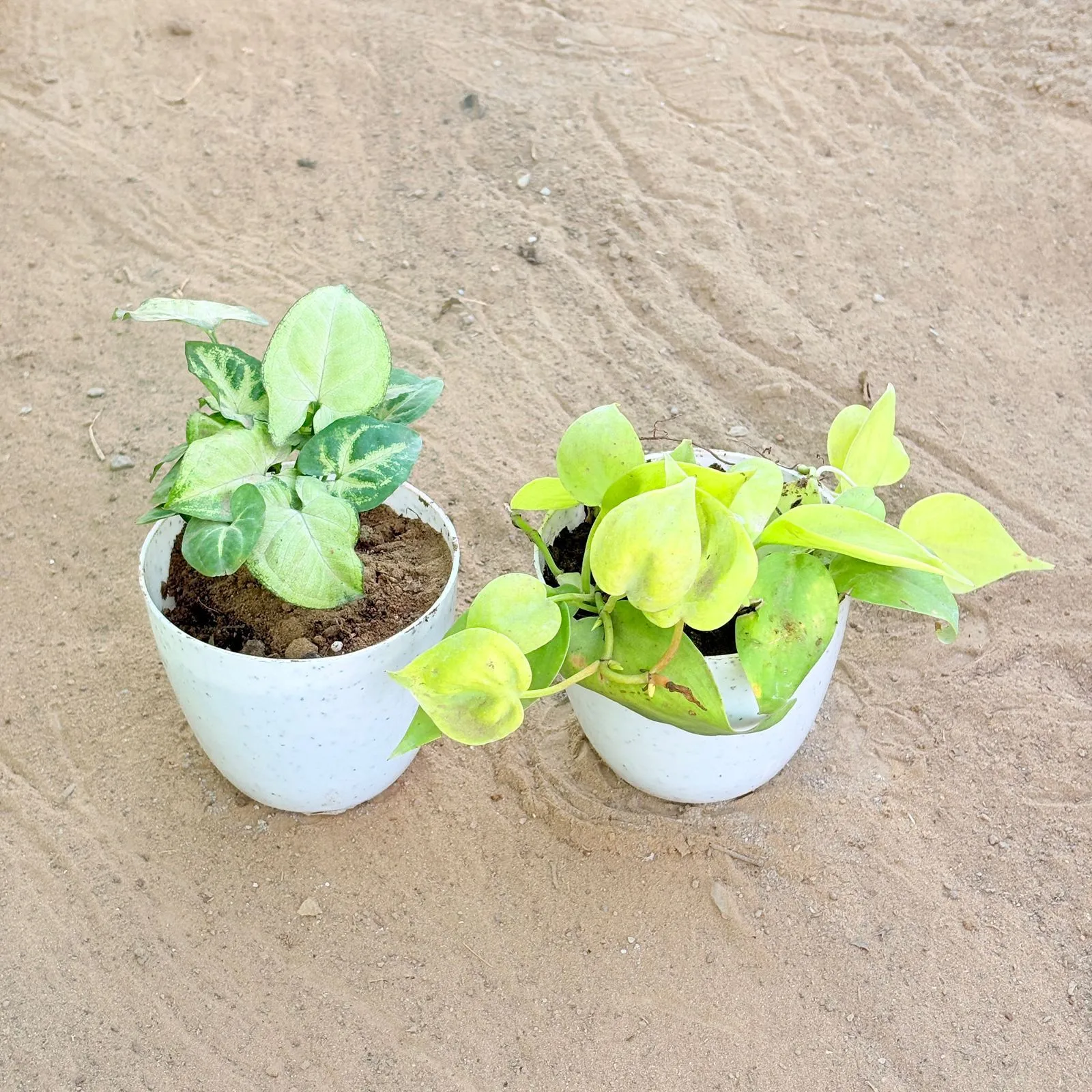 Set of 2 - Syngonium Butterfly & Oxycardium Golden in 4 Inch White Premium Orchid Round Plastic Pot