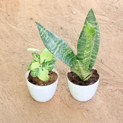 Set of 2 - Syngonium Butterfly & Snake Green in 4 Inch Live Fresh Plant White Premium Orchid Round Plastic Pot in Mankhurd Mumbai