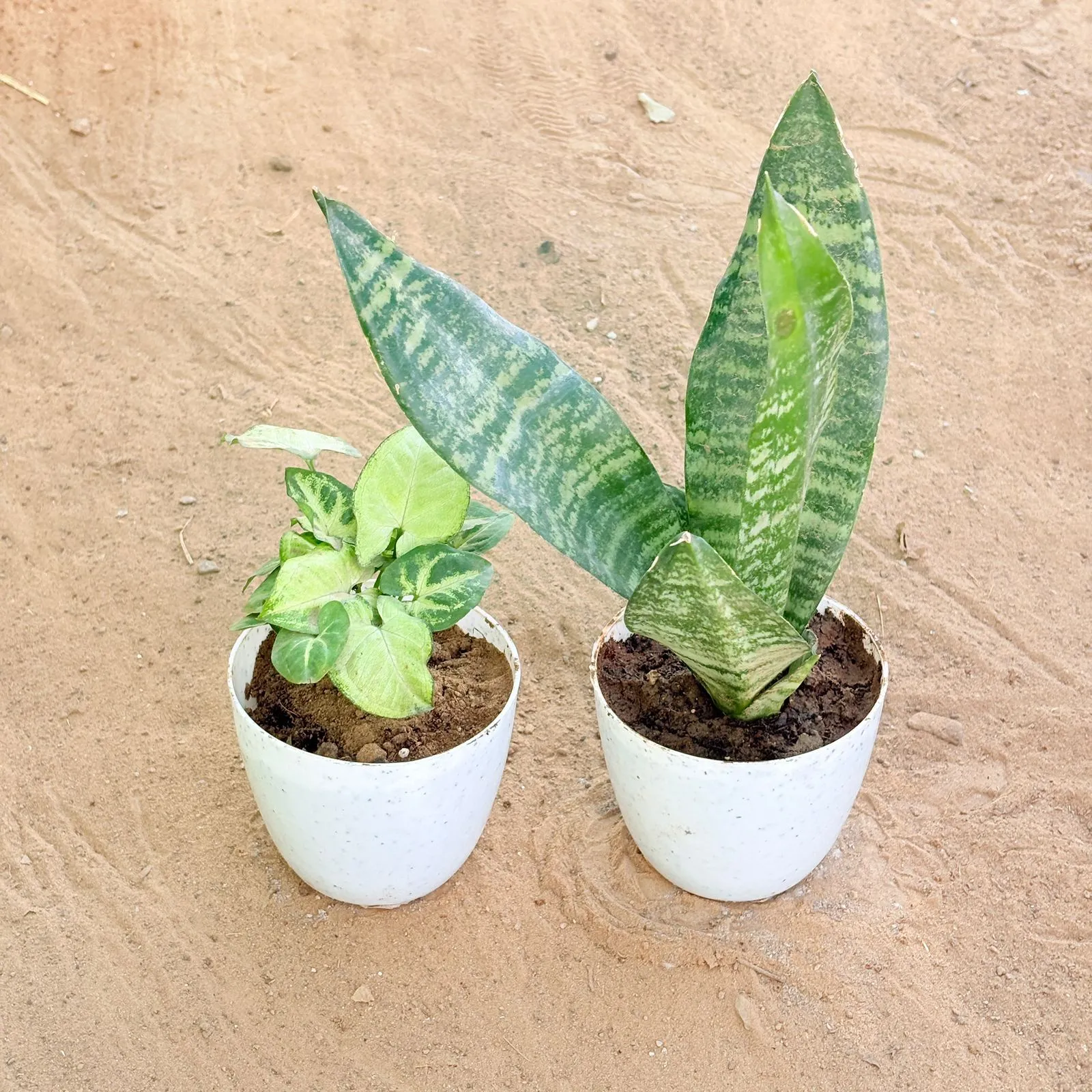 Set of 2 - Syngonium Butterfly & Snake Green in 4 Inch White Premium Orchid Round Plastic Pot