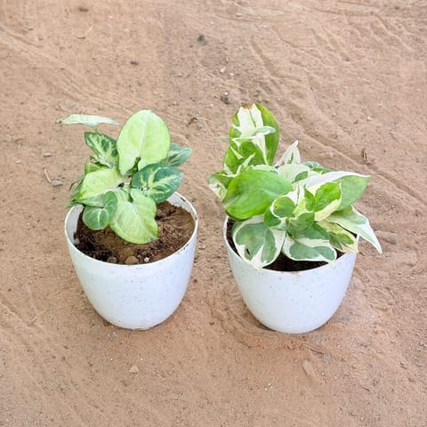 Set of 2 - Syngonium Butterfly & Money Plant N'Joy in 4 Inch Live Fresh Plant White Premium Orchid Round Plastic Pot in Sector 96