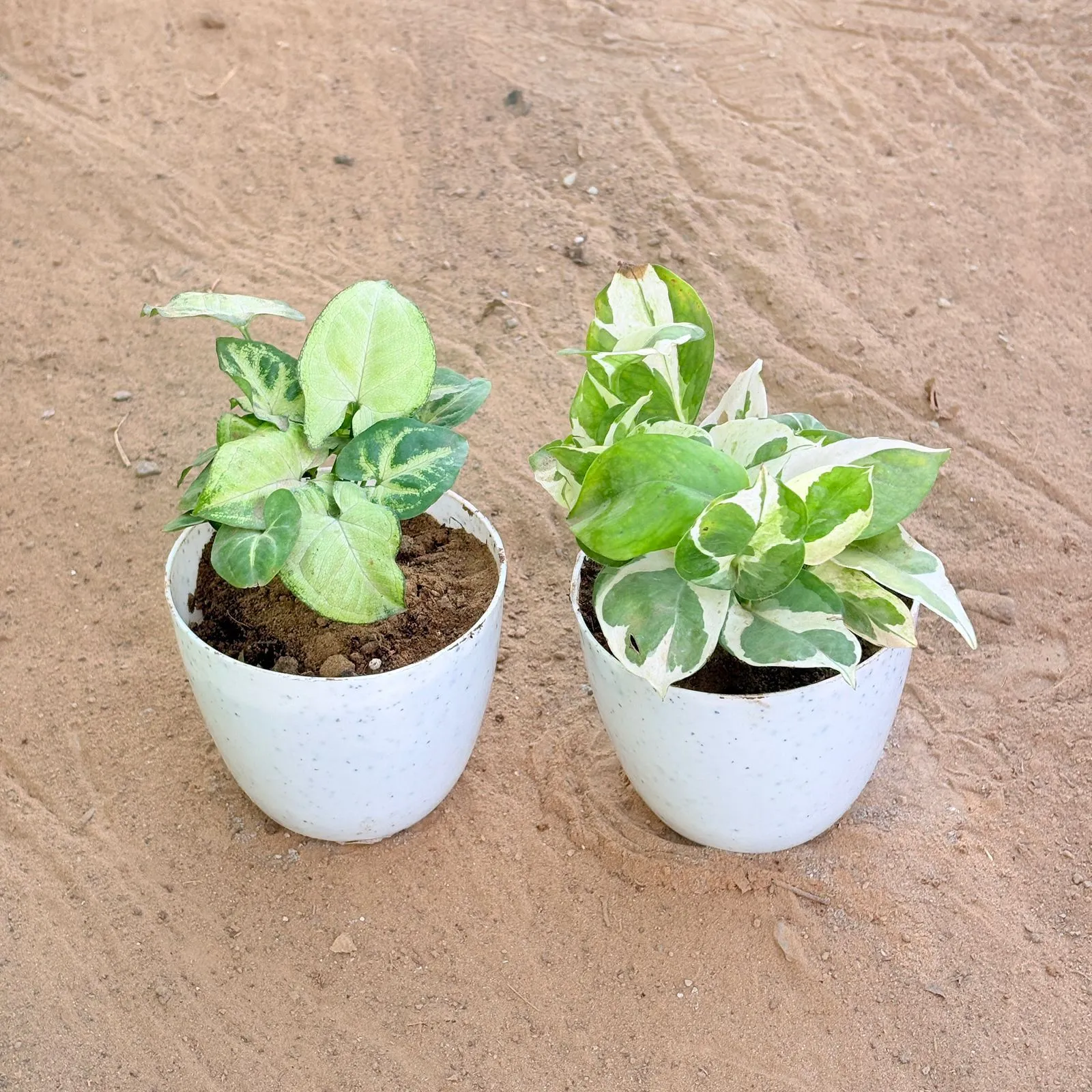 Set of 2 - Syngonium Butterfly & Money Plant N'Joy in 4 Inch White Premium Orchid Round Plastic Pot