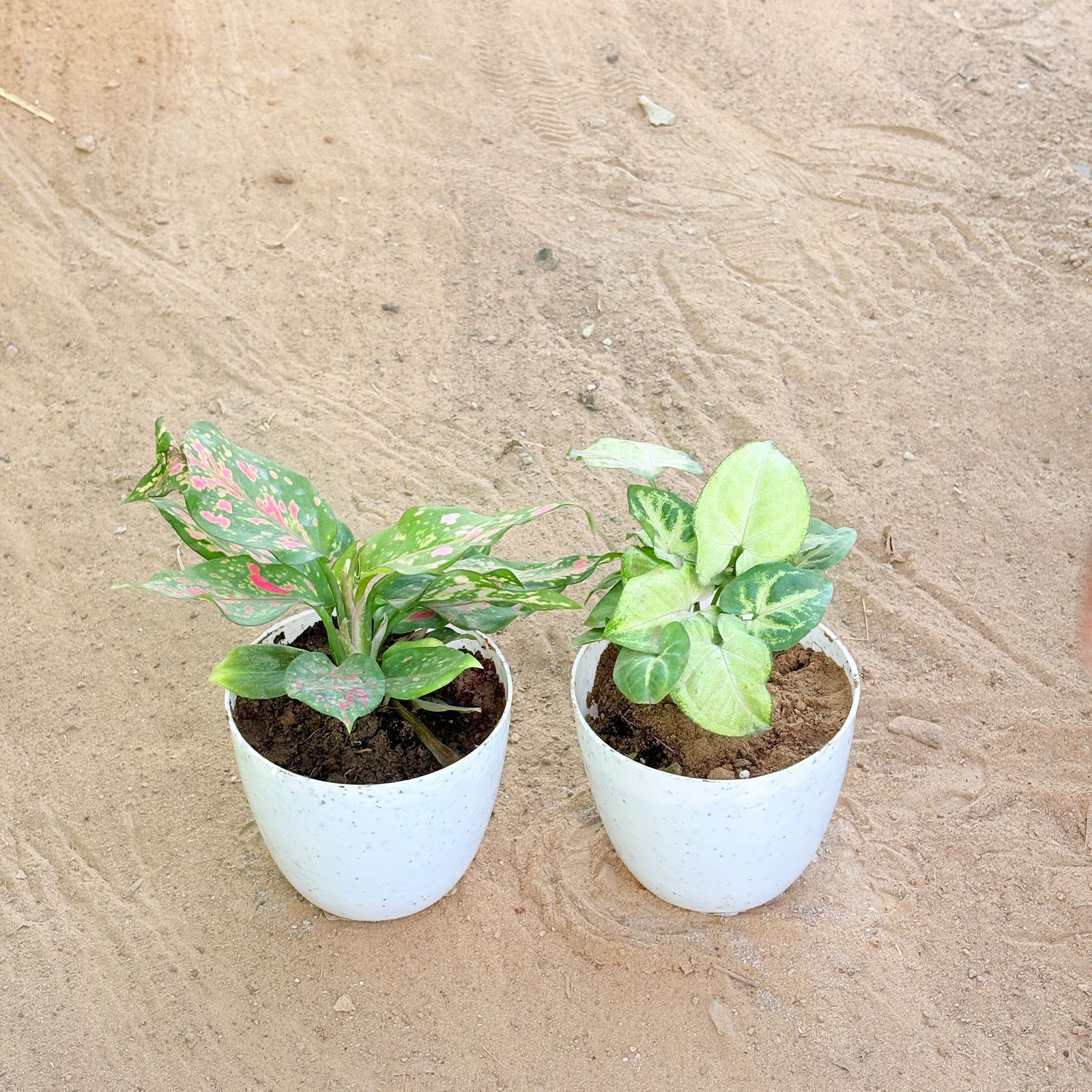 Set of 2 - Aglaonema Pink & Syngonium Butterfly in 4 Inch White Premium Orchid Round Plastic Pot