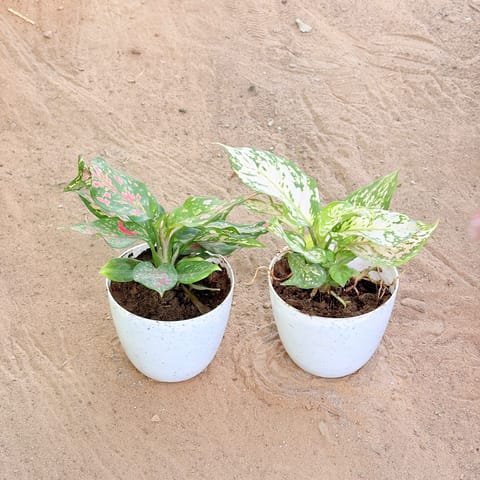 Set of 2 - Aglaonema Pink & Aglaonema White in 4 Inch White Premium Orchid Round Plastic Pot