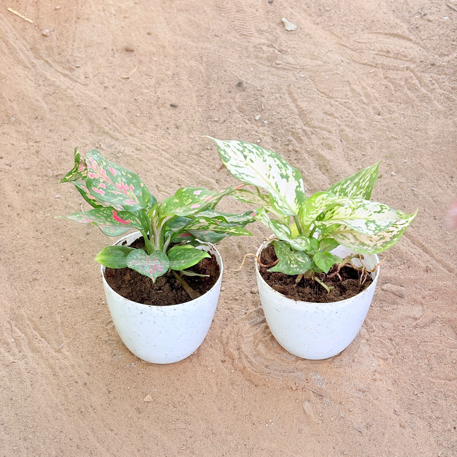 Set of 2 - Aglaonema Pink & Aglaonema White in 4 Inch White Premium Orchid Round Plastic Pot