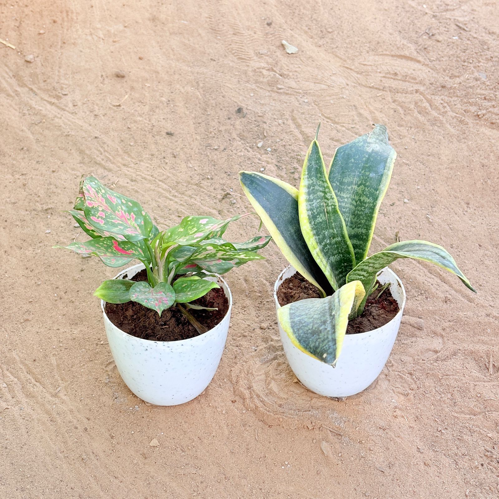 Set of 2 - Aglaonema Pink & Snake Yellow in 4 Inch White Premium Orchid Round Plastic Pot