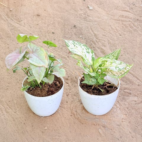 Set of 2 - Syngonium Pink & Aglaonema White in 4 Inch Live Fresh Plant White Premium Orchid Round Plastic Pot in Sector 32