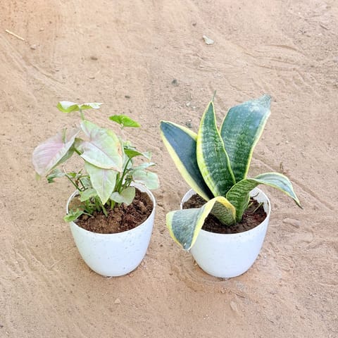 Set of 2 - Syngonium Pink & Snake Yellow in 4 Inch Live Fresh Plant White Premium Orchid Round Plastic Pot in Sector 32