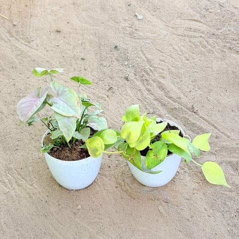 Set of 2 - Syngonium Pink & Oxycardium Golden in 4 Inch Live Fresh Plant White Premium Orchid Round Plastic Pot in Sector 32
