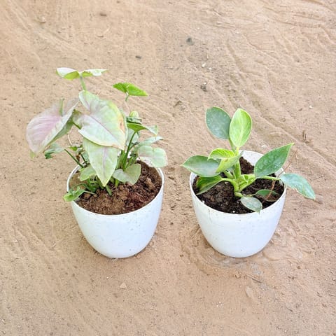 Set of 2 - Syngonium Pink & Philodendron Birkin in 4 Inch Live Plant White Premium Orchid Round Plastic Pot