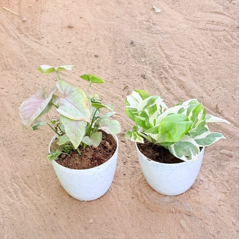 Set of 2 - Syngonium Pink & Money Plant N'Joy in 4 Inch Live Fresh Plant White Premium Orchid Round Plastic Pot in Naraina