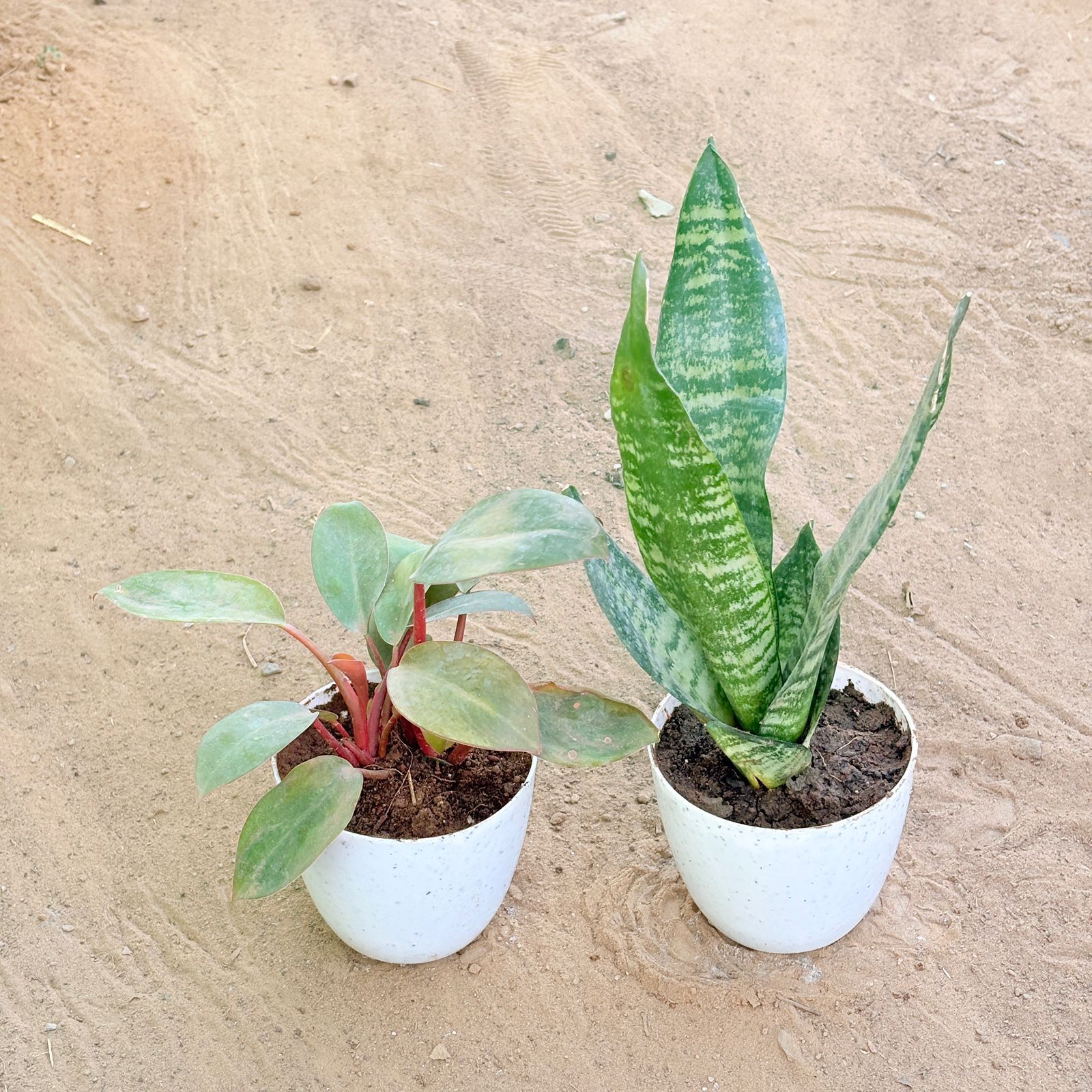Set of 2 - Philodendron Red & Snake Green in 4 Inch White Premium Orchid Round Plastic Pot
