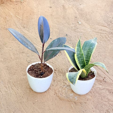 Set of 2 - Rubber Black & Snake Yellow in 4 Inch Live Fresh Plant White Premium Orchid Round Plastic Pot in Sector 55