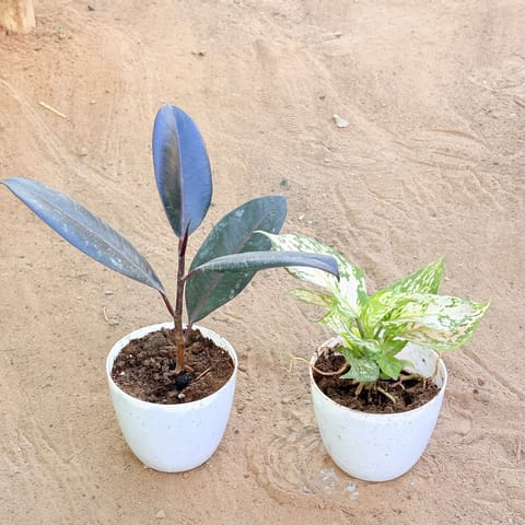 Set of 2 - Rubber Black & Aglaonema White in 4 Inch Live Fresh Plant White Premium Orchid Round Plastic Pot in Sector 7