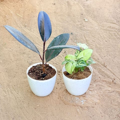 Set of 2 - Rubber Black & Syngonium Butterfly in 4 Inch Live Fresh Plant White Premium Orchid Round Plastic Pot in Sector 10