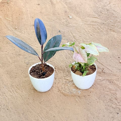 Set of 2 - Rubber Black & Syngonium Pink in 4 Inch Live Fresh Plant White Premium Orchid Round Plastic Pot in Sector 32